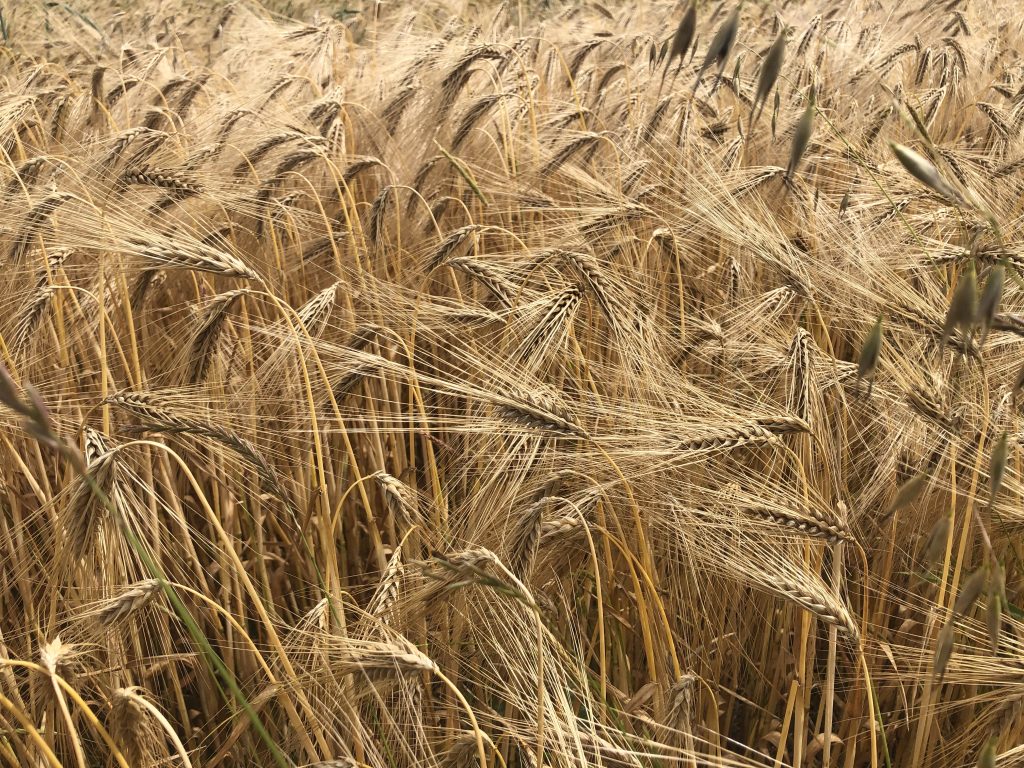 Sourdough Community Flour Mills